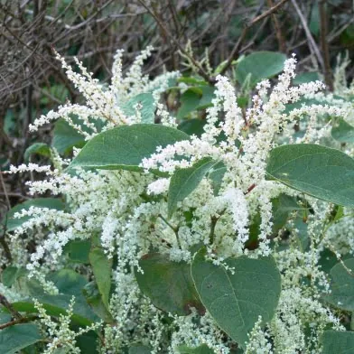 would you buy a house with japanese knotweed - flowers identification
