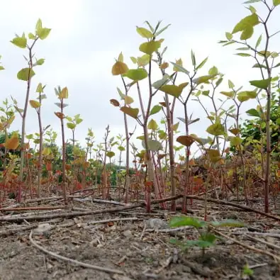 would you buy a house with japanese knotweed - growing plant