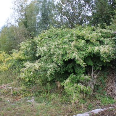 would you buy a house with japanese knotweed? identification