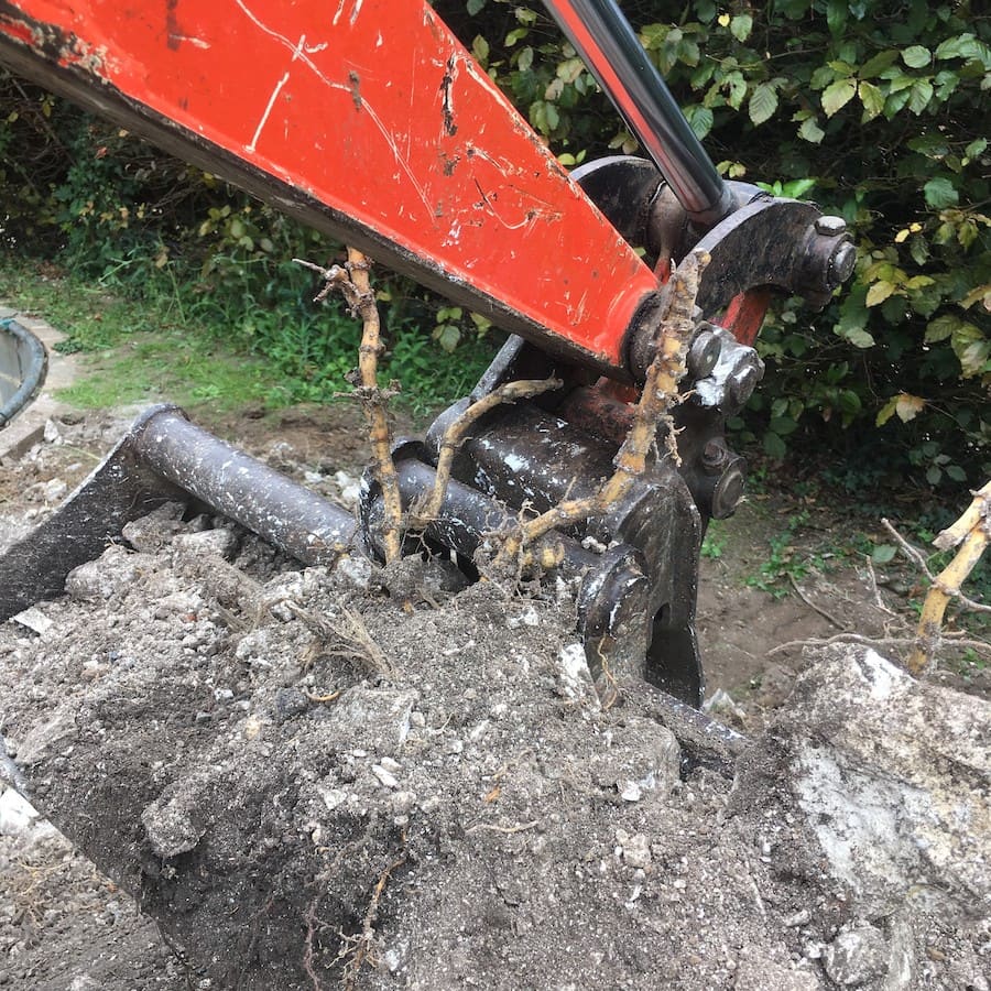 bamboo_removal_1-5d0