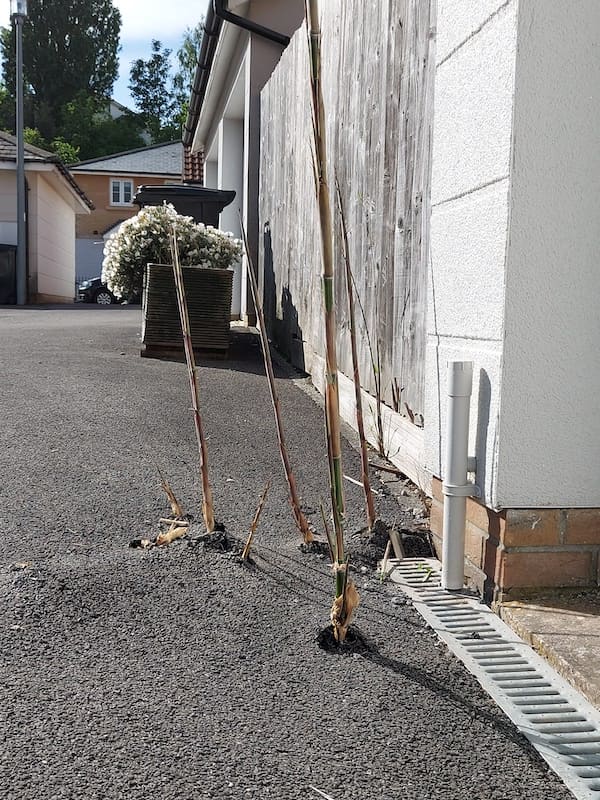 bamboo tarmac