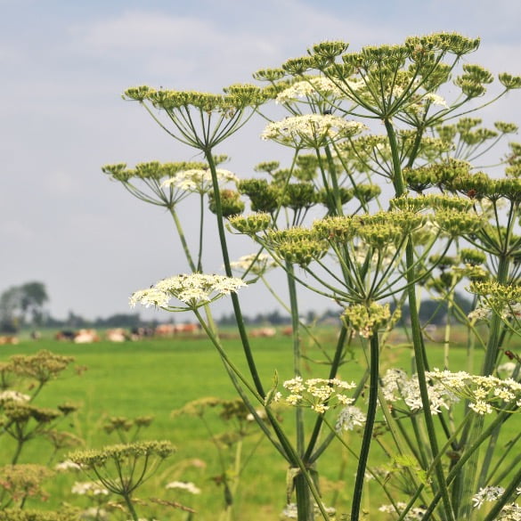 Common Hogweed