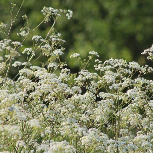 Cow Parsley