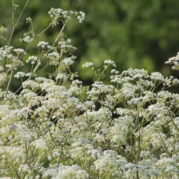 Cow Parsley