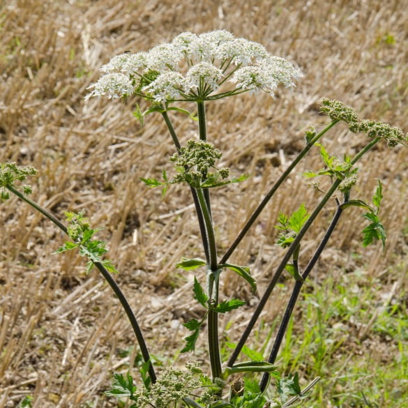 Cow Parsnip