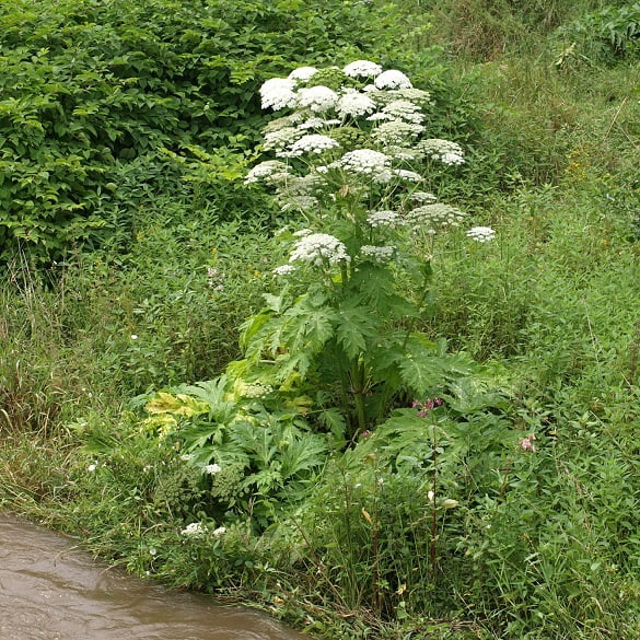 Giant Hogweed Leaves