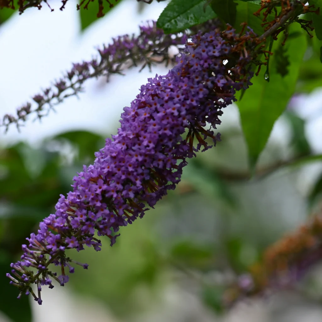 Buddleia Flowers