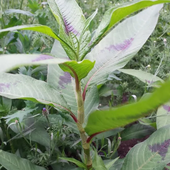 Redshank Persicaria Maculosa