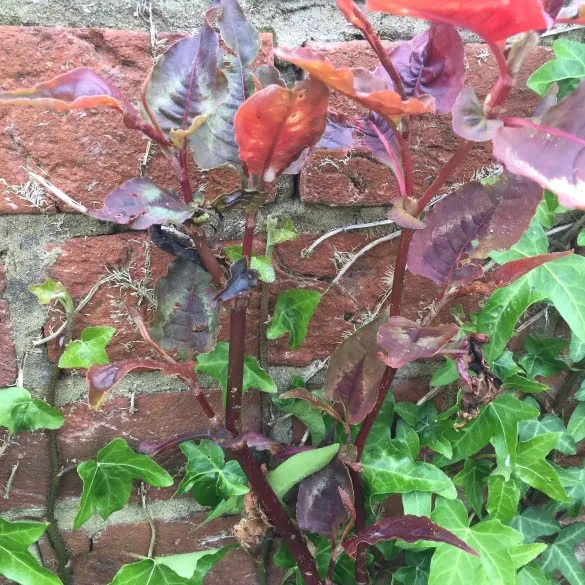 Red Dragon Persicaria Microcephala