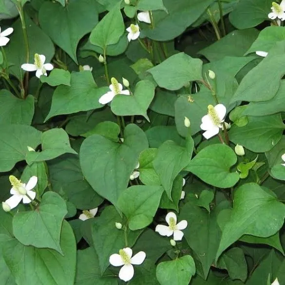 Chameleon plant Houttuynia Cordata