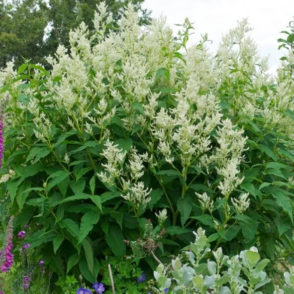 Giant Fleece Flower Persicaria Polymorpha