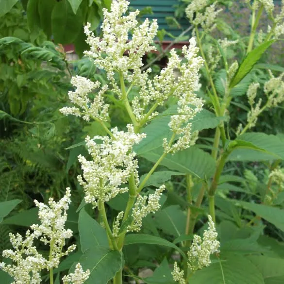 Giant Fleece Flower Persicaria Polymorpha