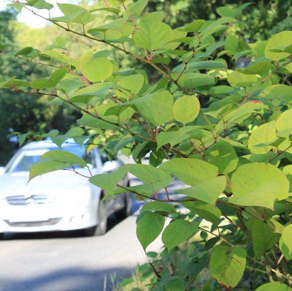 japanese knotweed healthy green leaves roadside