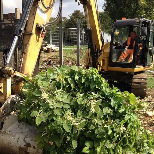 Excavator removing knotweed
