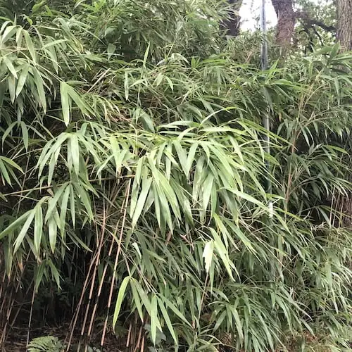 Bamboo Canes