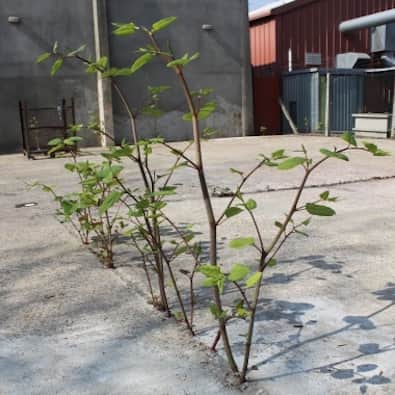 Japanese knotweed growing through concrete cracks