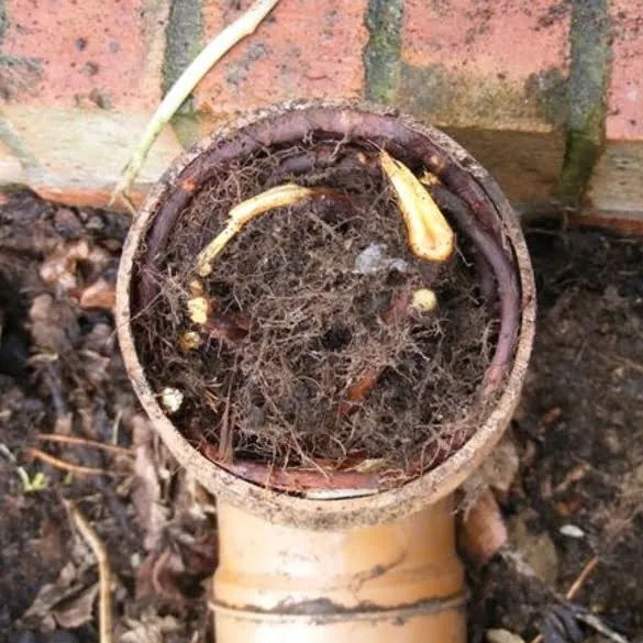 Japanese knotweed damage to drain