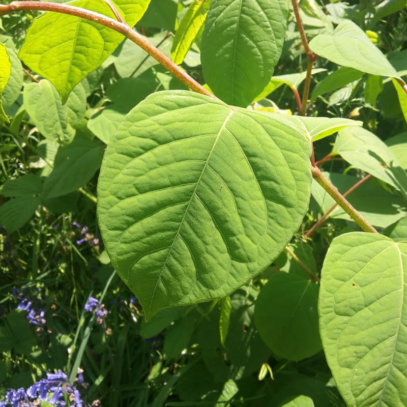 bohemian knotweed leaf
