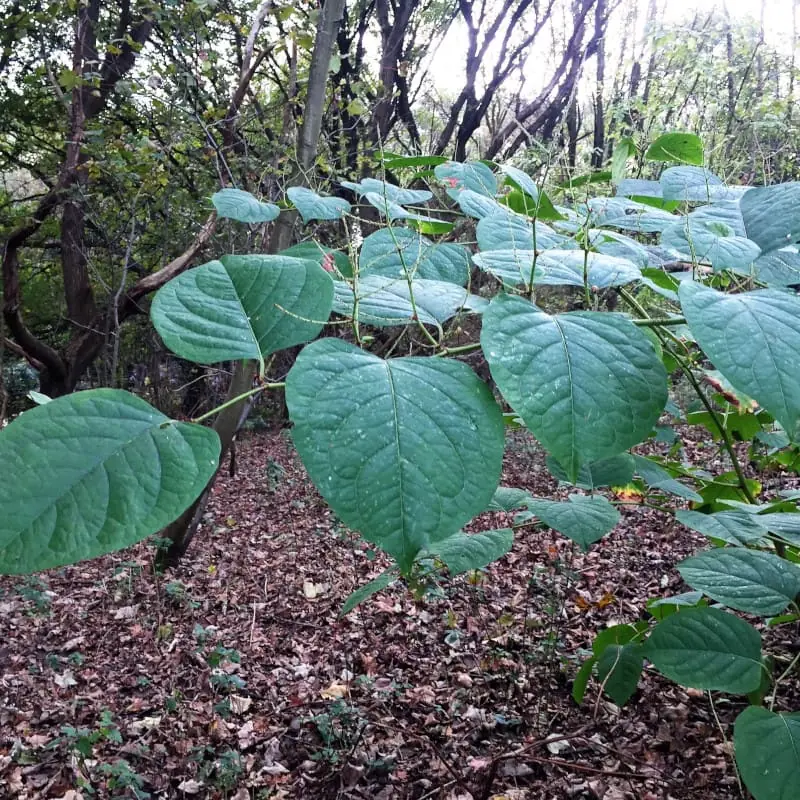 bohemian knotweed taking over garden