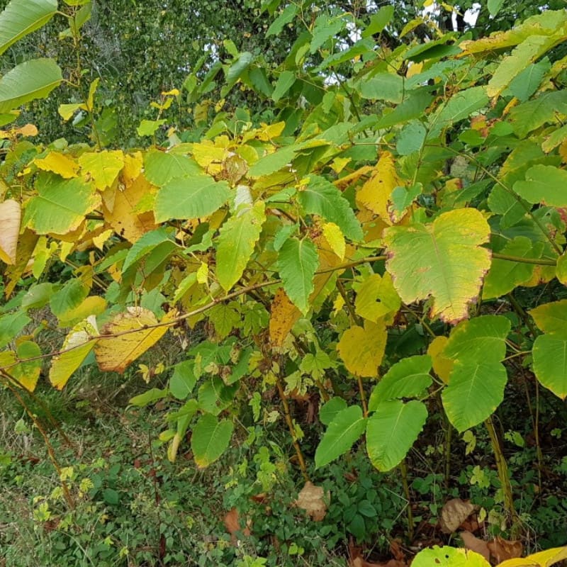 Large stand of bohemian knotweed in garden