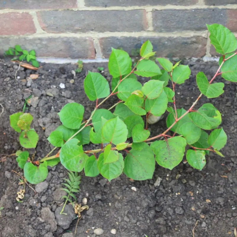 Dwarf knotweed leaf