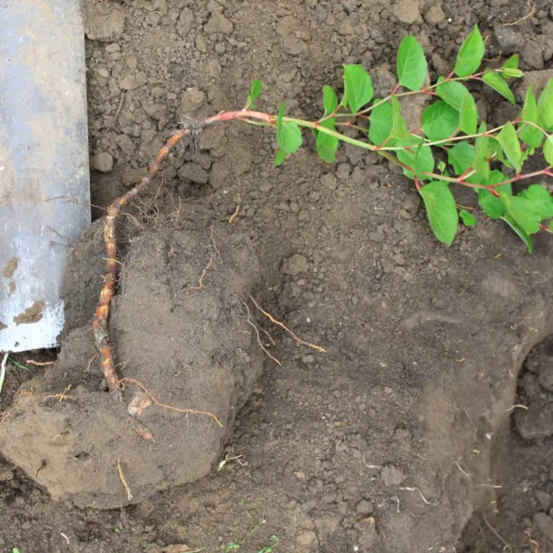 Dwarf knotweed taking over garden