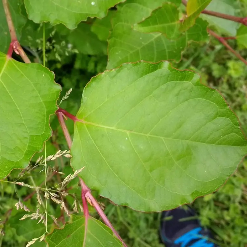 Large stand of dwarf knotweed in garden