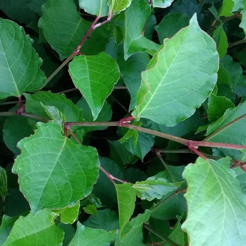 Large stand of dwarf knotweed in garden