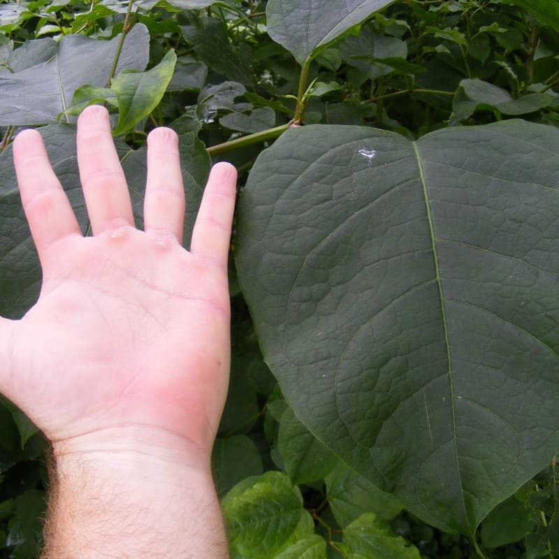 giant knotweed leaf