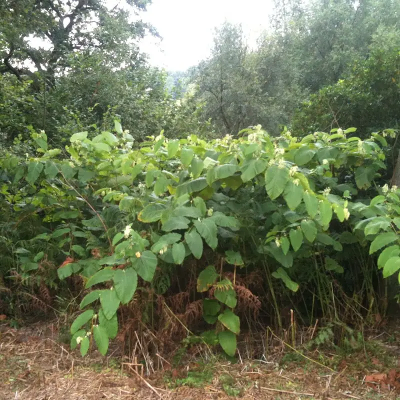 giant knotweed taking over garden