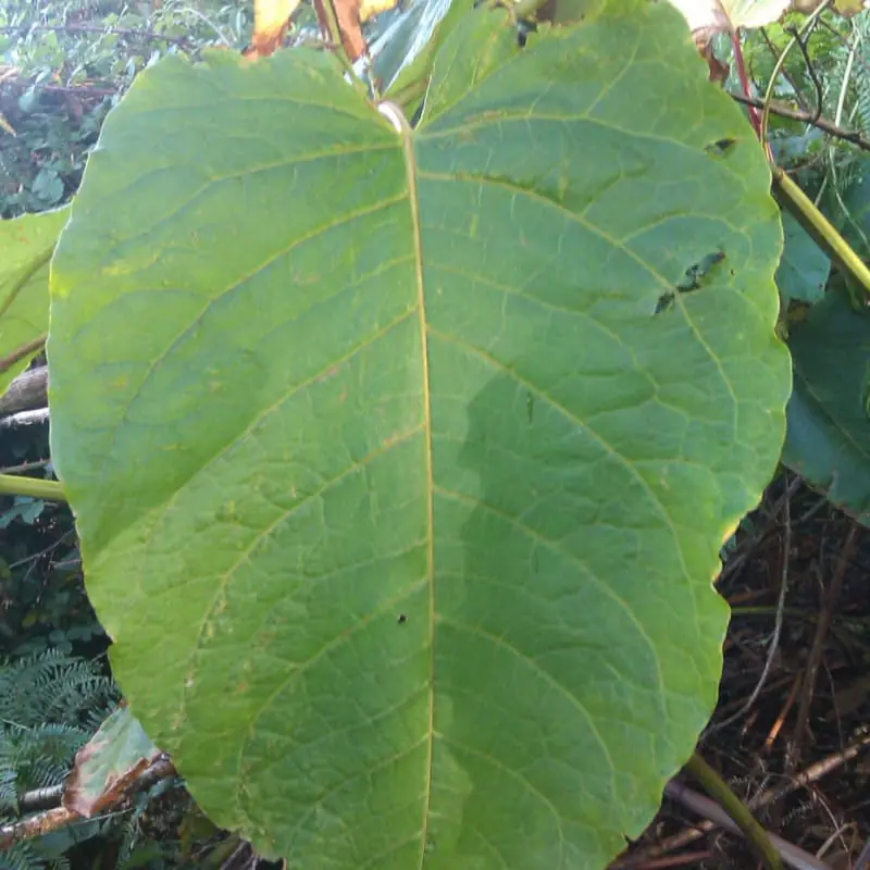 Large stand of giant knotweed in garden