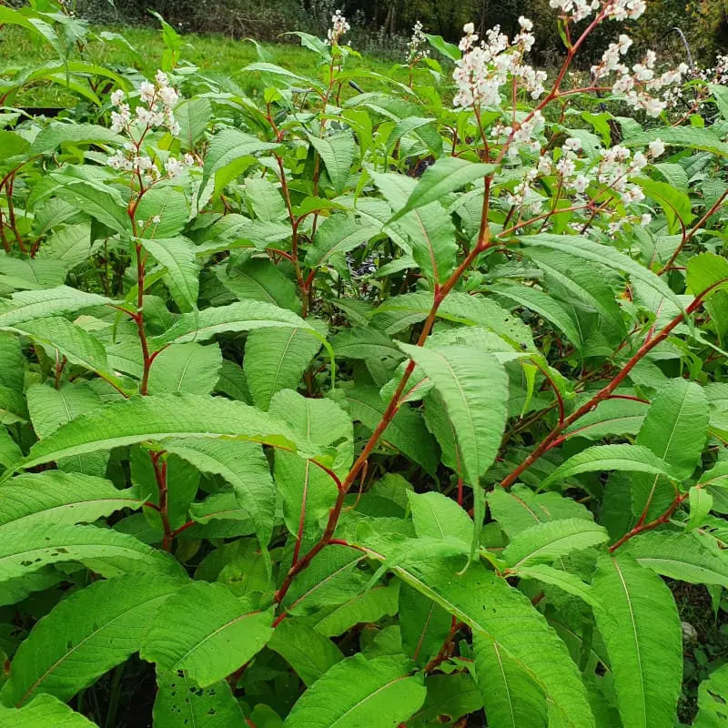 Himalayan knotweed taking over garden