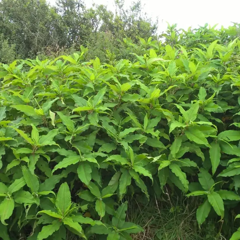 Himalayan knotweed leaf