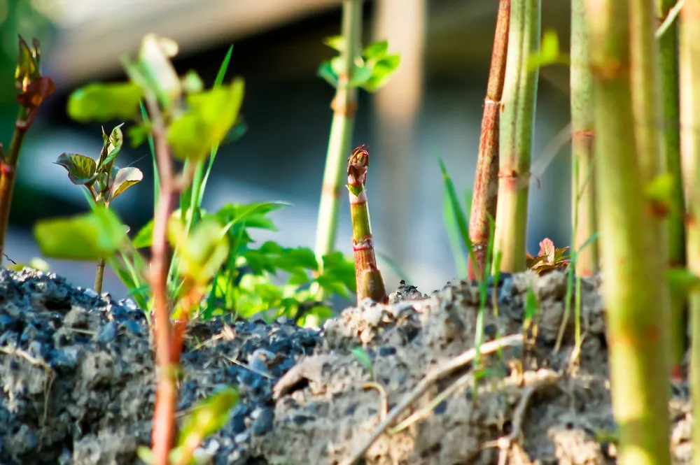 an image of japanese knotweed growing through a crack in concrete