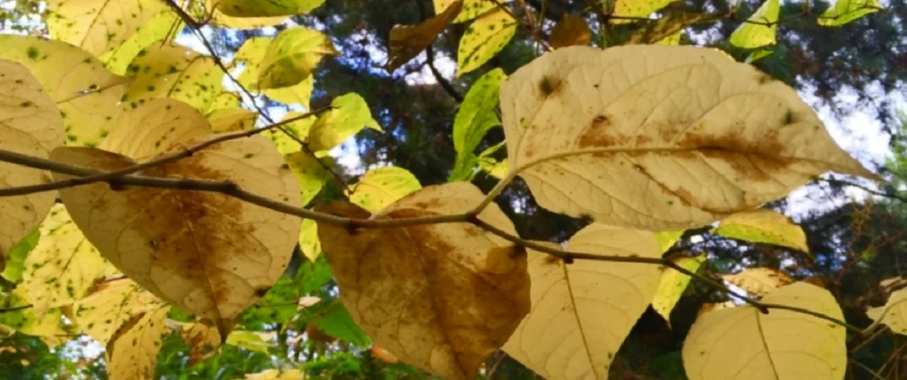 autumn_japanese_knotweed