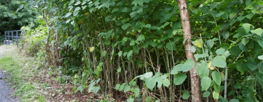 Japanese Knotweed