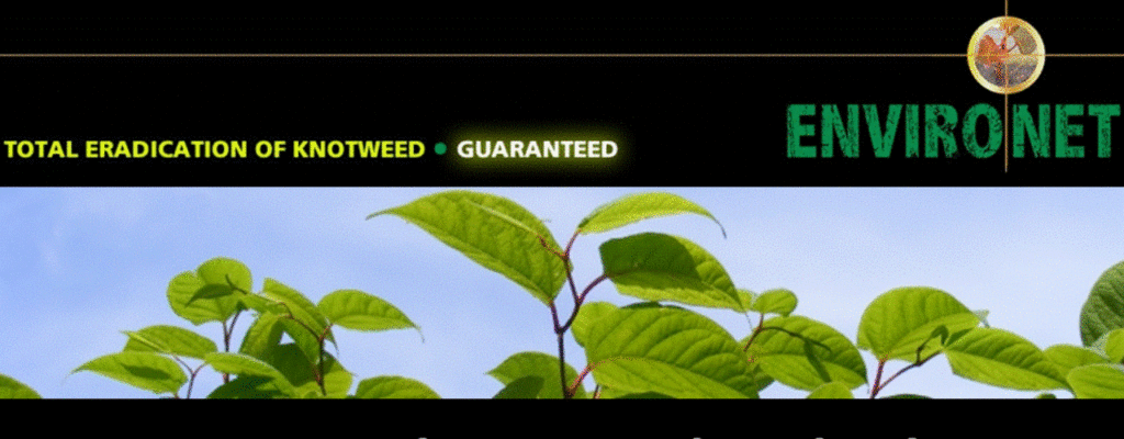 Japanese Knotweed