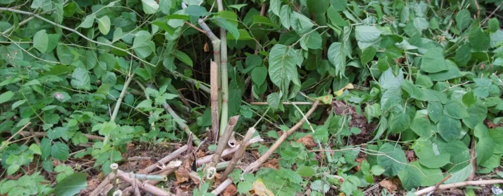 Japanese Knotweed