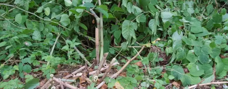 Japanese Knotweed