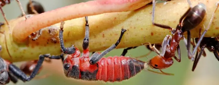 Bugs on plant