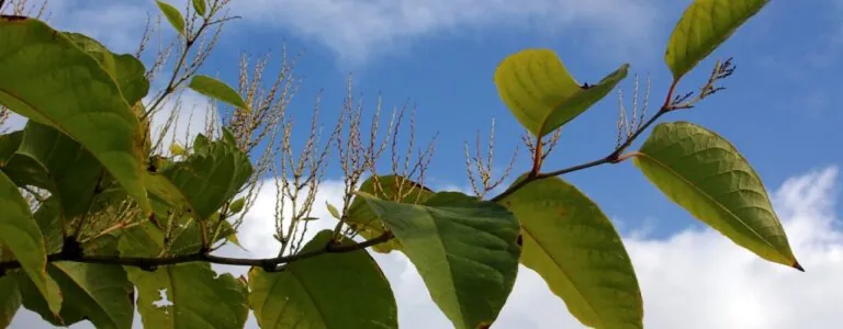 Japanese Knotweed