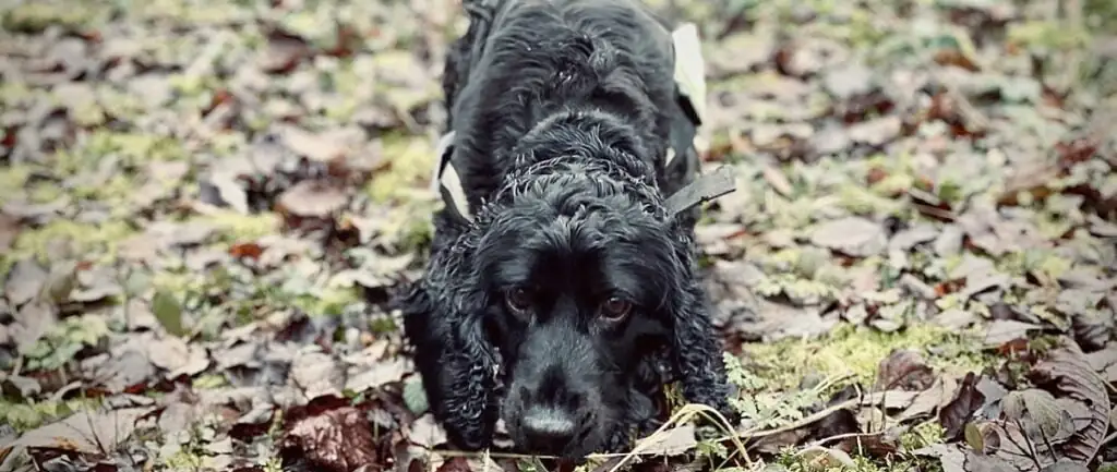 detection_dog