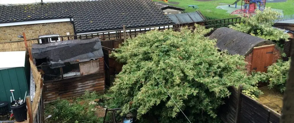 Residential knotweed encroachment