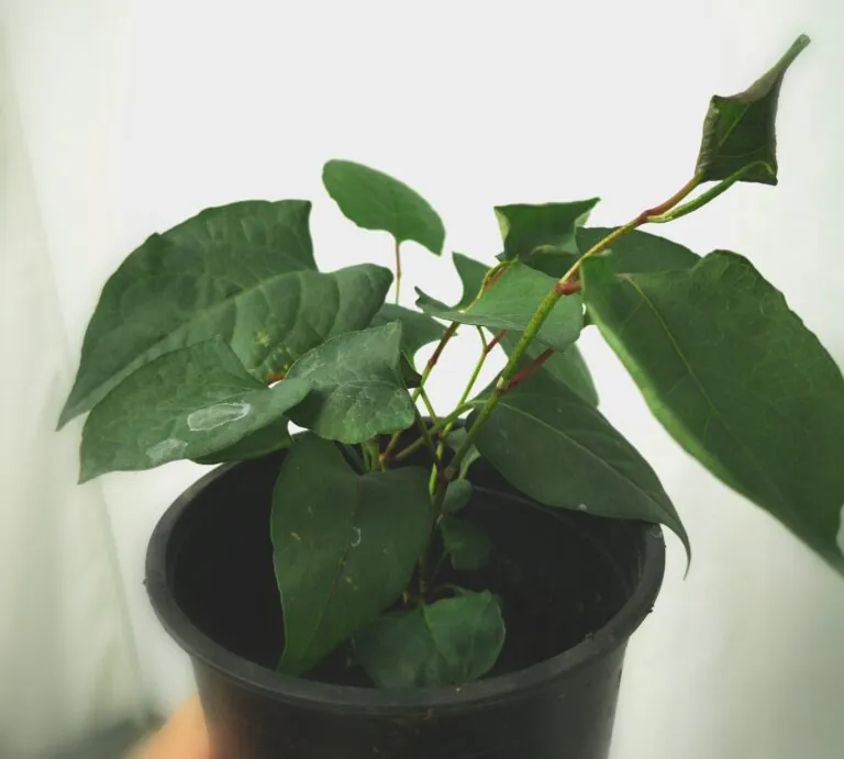 Japanese knotweed grown in lab