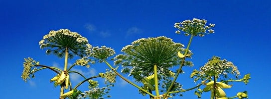 hogweed_landscape