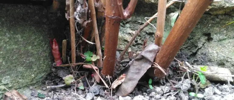 Japanese knotweed growing through garden path