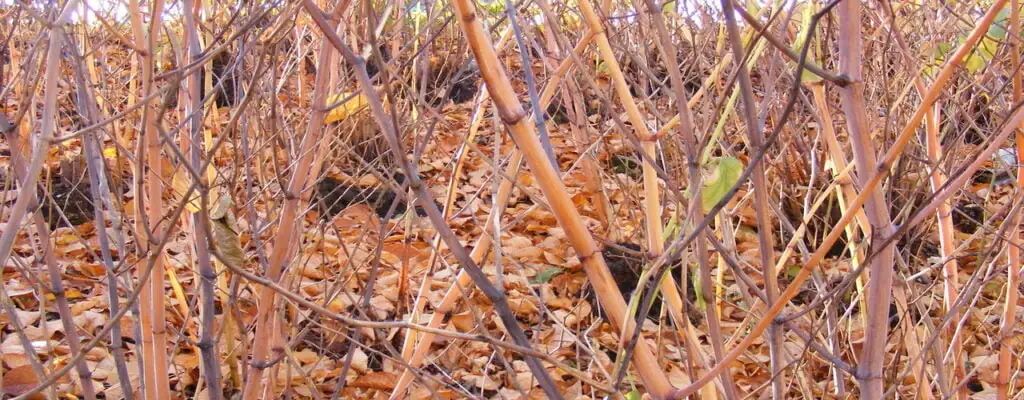 Picture of Japanese Knotweed