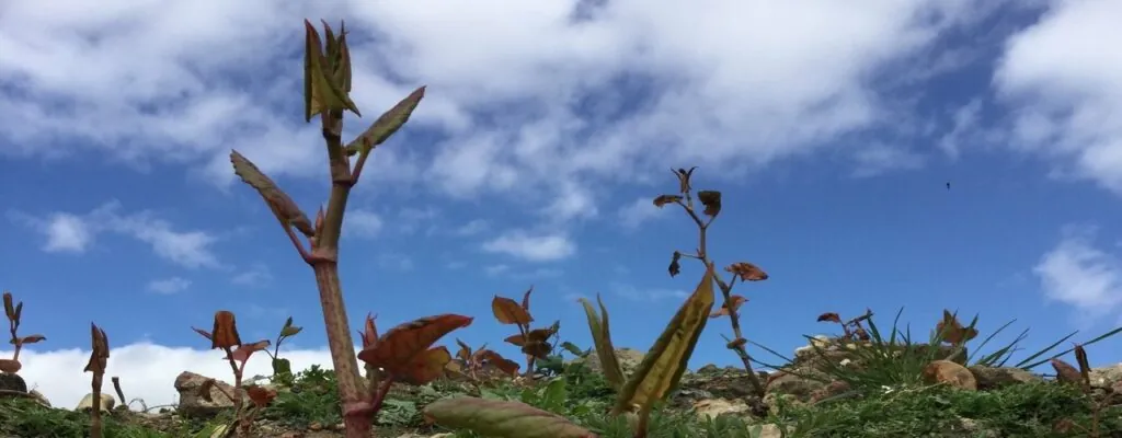 Japanese knotweed new shoots