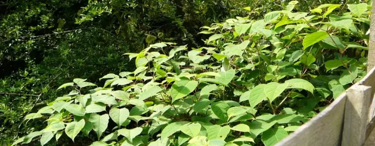 Large japanese knotweed growth