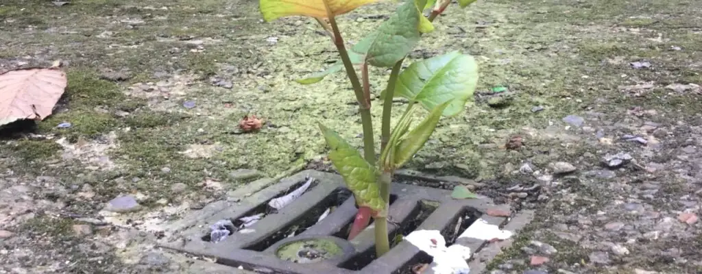 Japanese knotweed growing in a drain